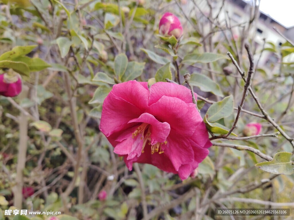 娇艳盛开的粉红色山茶花