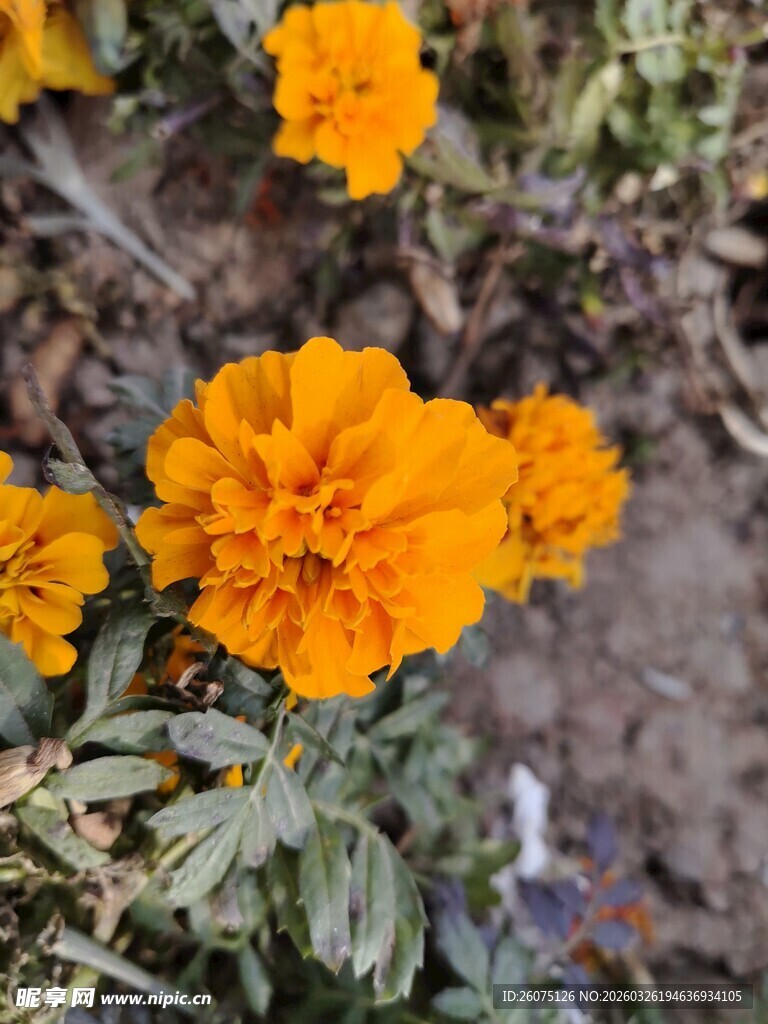 鲜艳绽放的橙色万寿菊