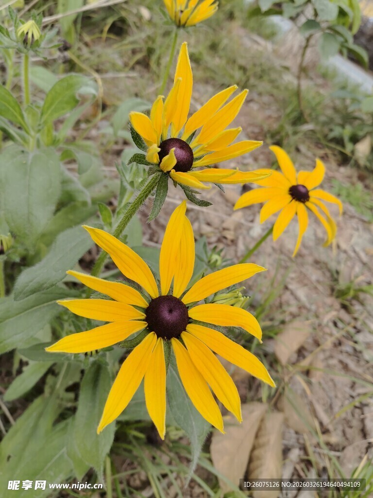 黄色黑心菊绽放于草地