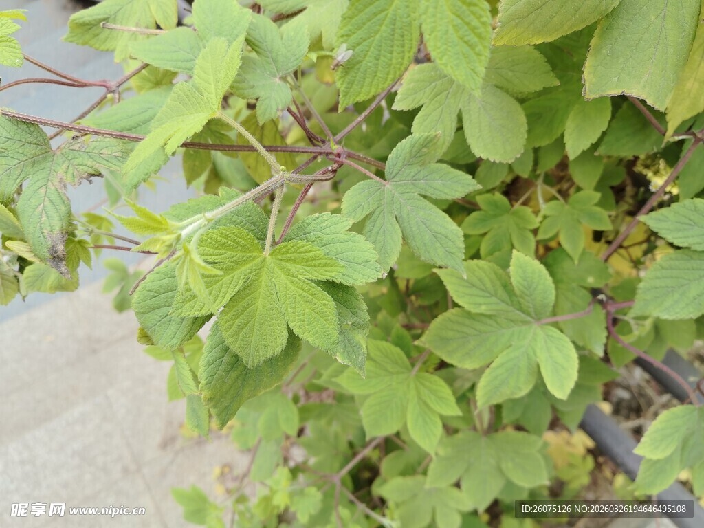 翠绿藤蔓植物特写