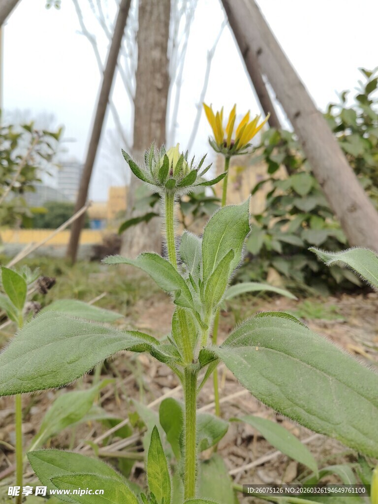 田野中的黄色小花