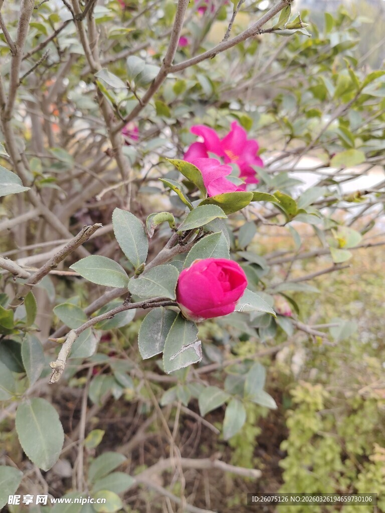枝头绽放的娇艳红色山茶花