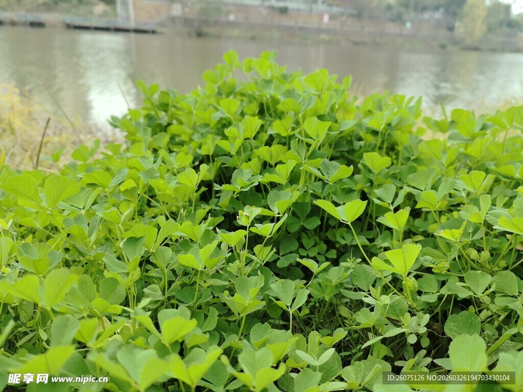 翠绿茂盛的植物景观