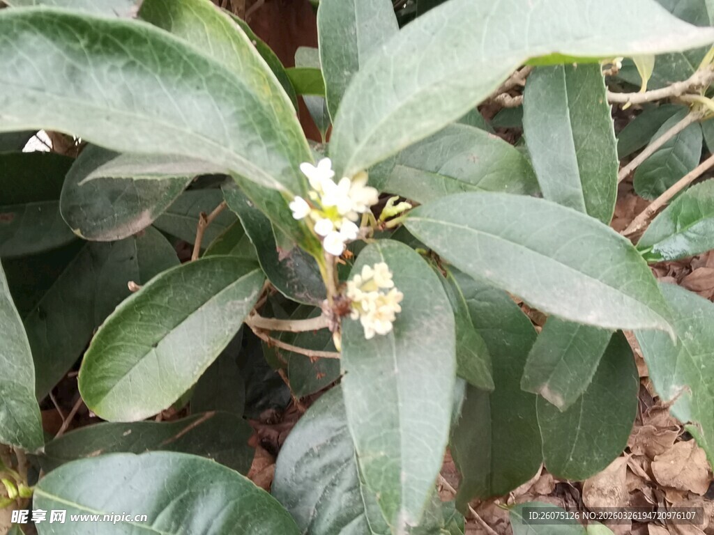 绿叶丛中绽放的白色桂花