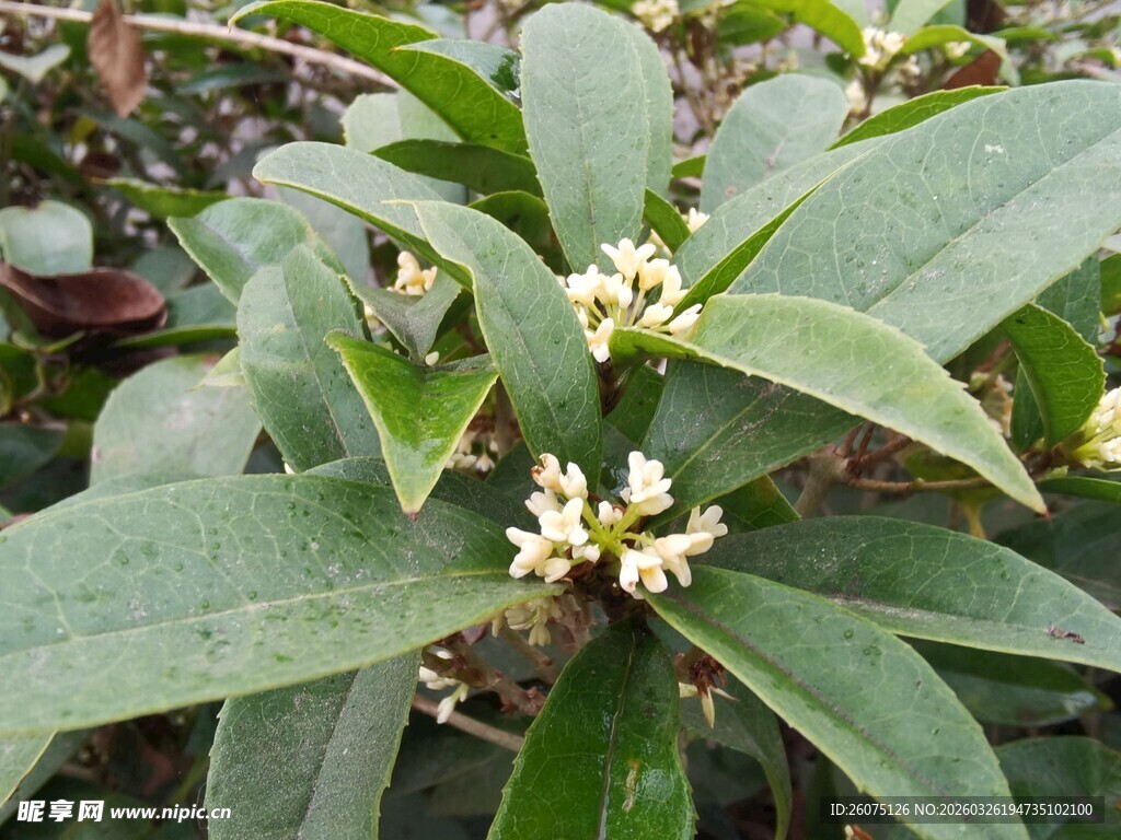 绿叶间簇生的白色小花