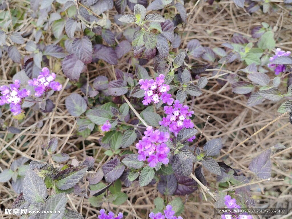 地面上的紫色小花绽放