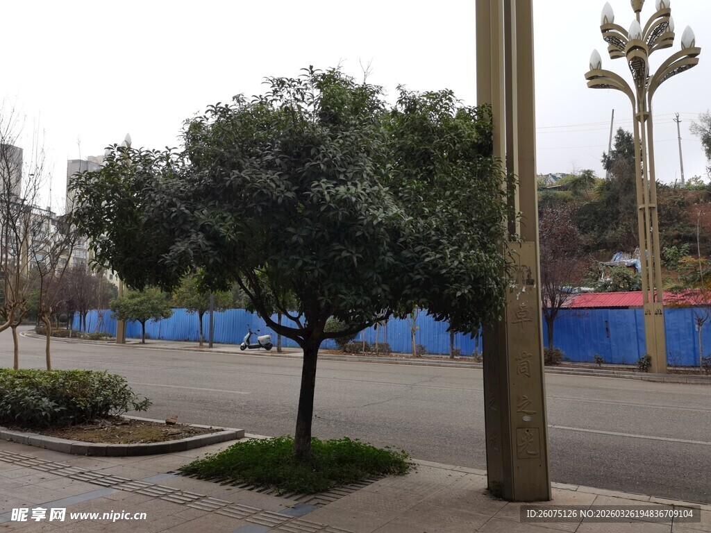 街边绿树宁静户外场景