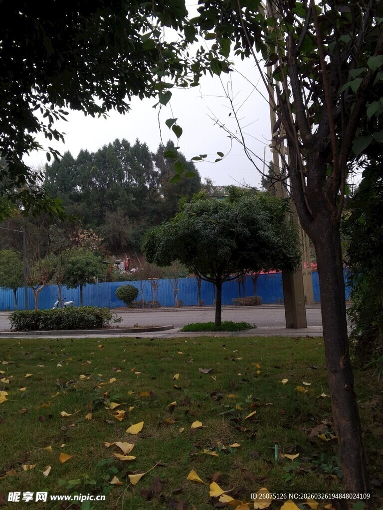 秋日校园草坪与树木景致