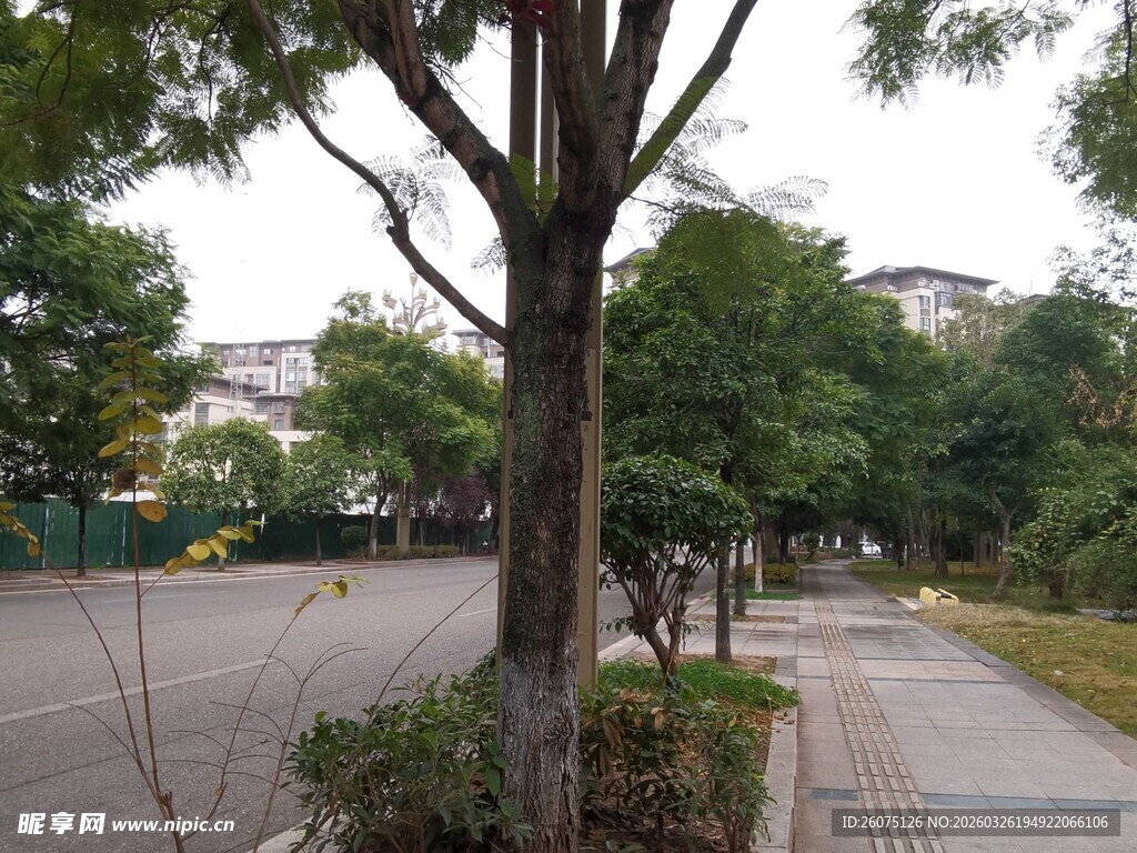 城市街道旁的绿树与行人