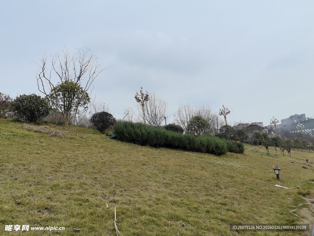 户外草地与稀疏树木景观