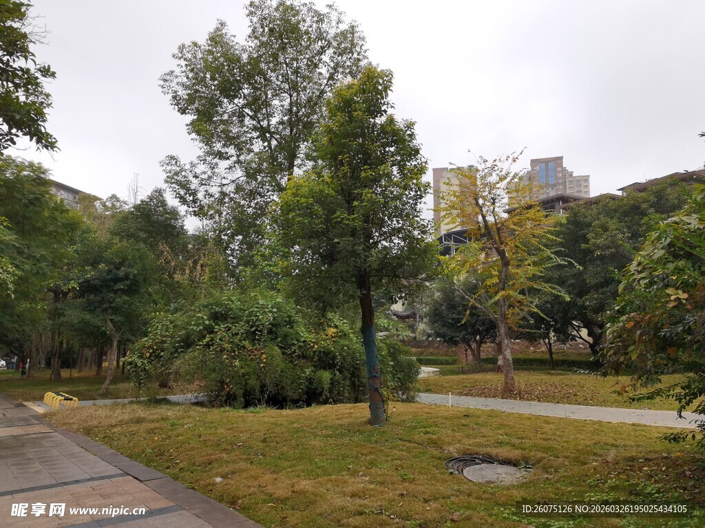 城市中的静谧绿意公园