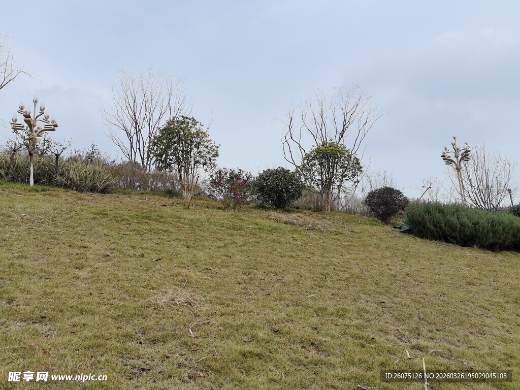 户外草地与树木景观