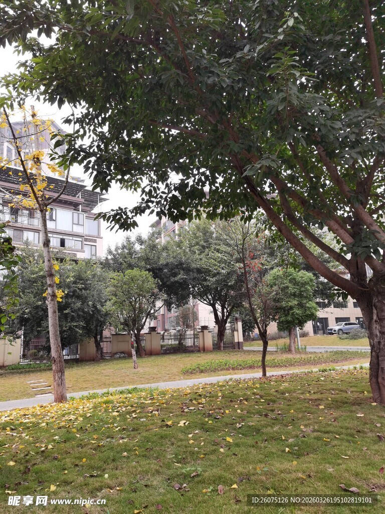 城市中静谧的绿树草地