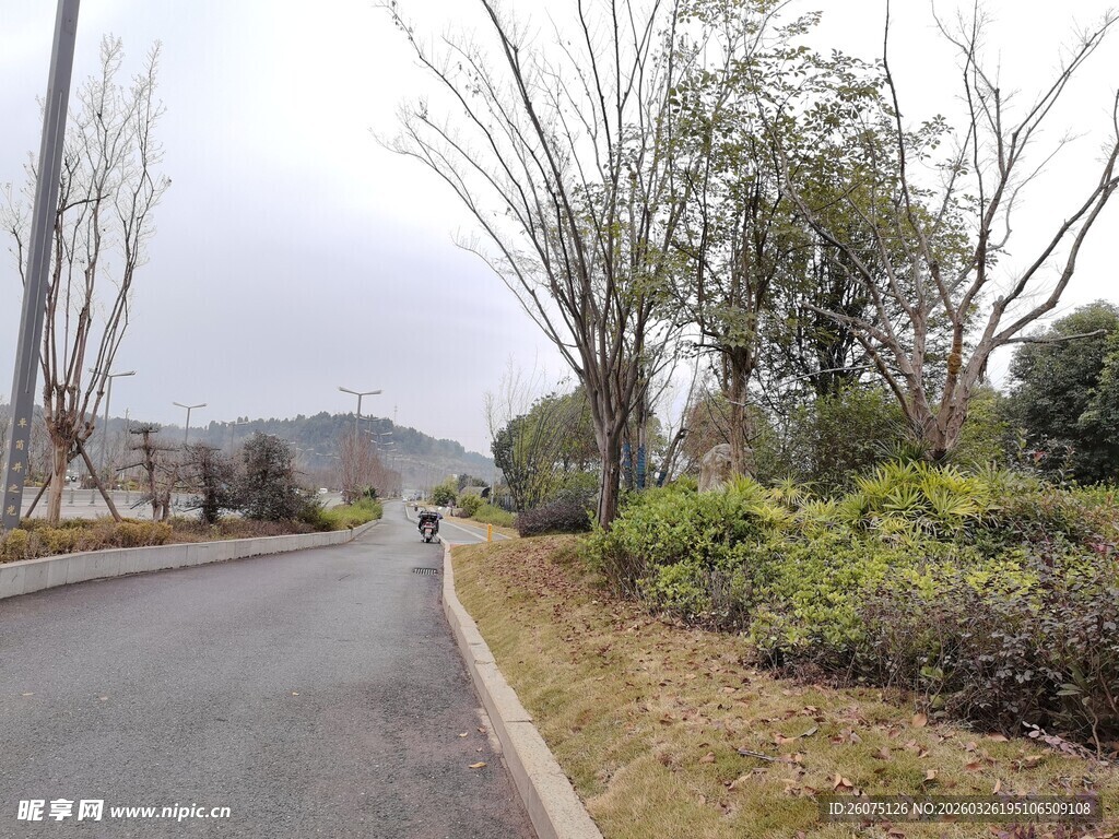 冬日静谧的林间小路