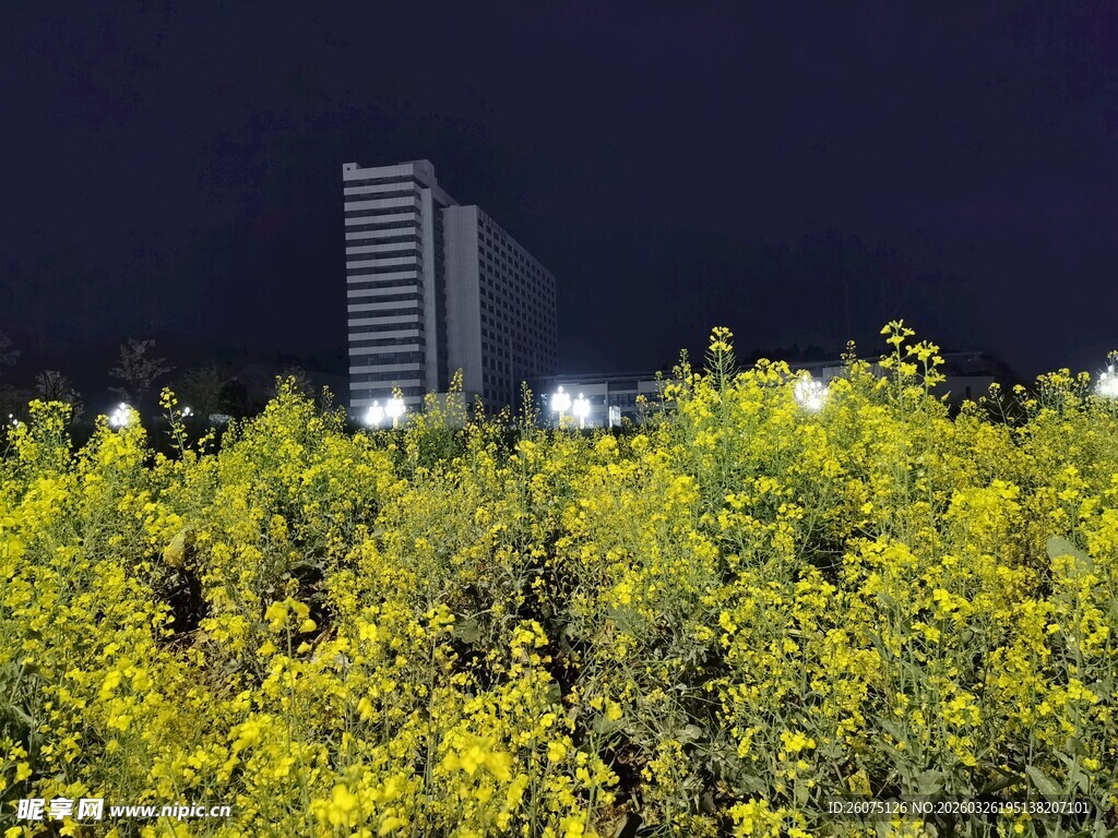 夜下黄花与高楼