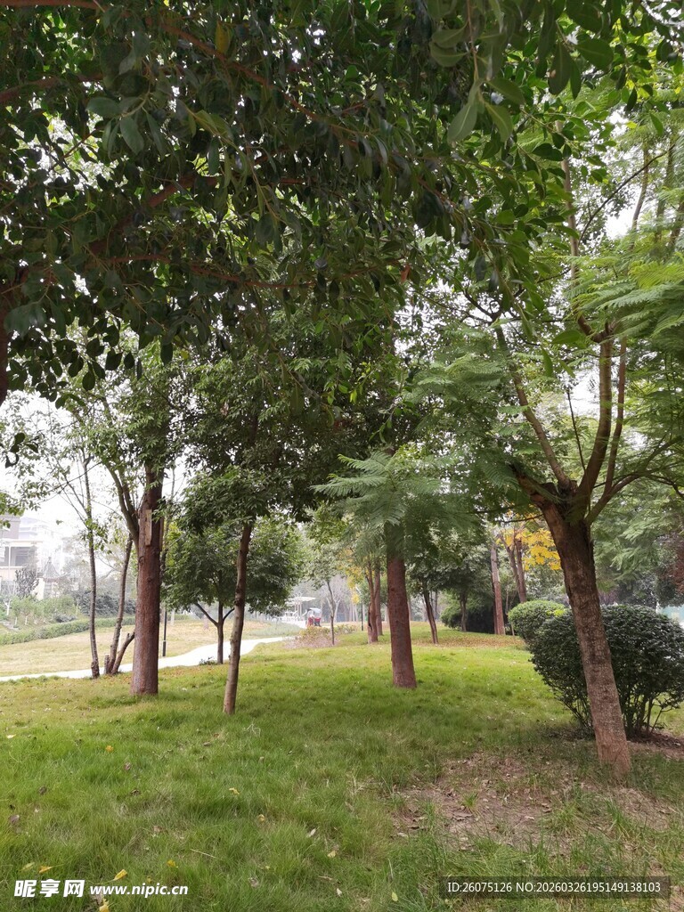 绿意盎然的林间草地