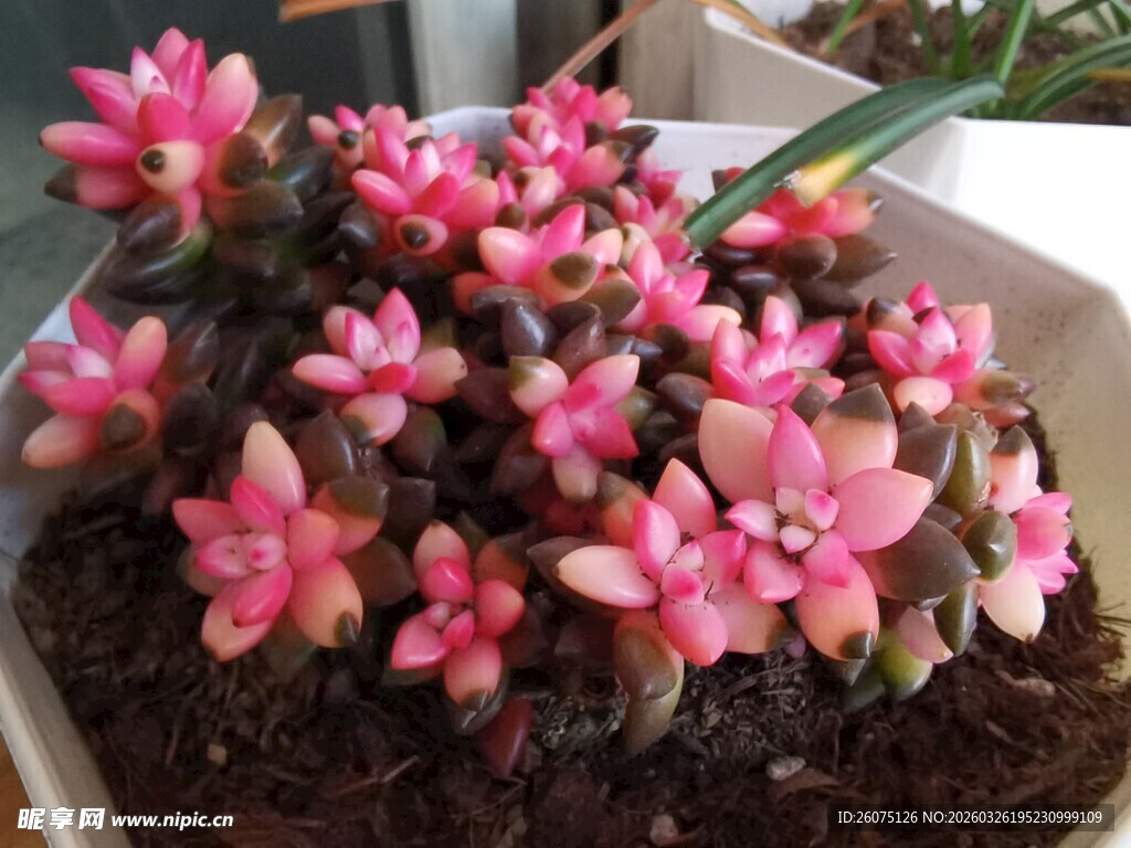 粉色小花盆栽植物