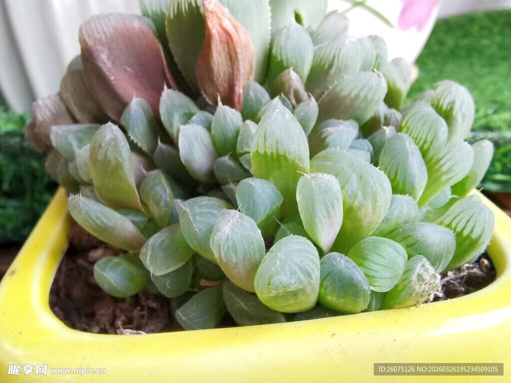 黄色花盆中的可爱多肉