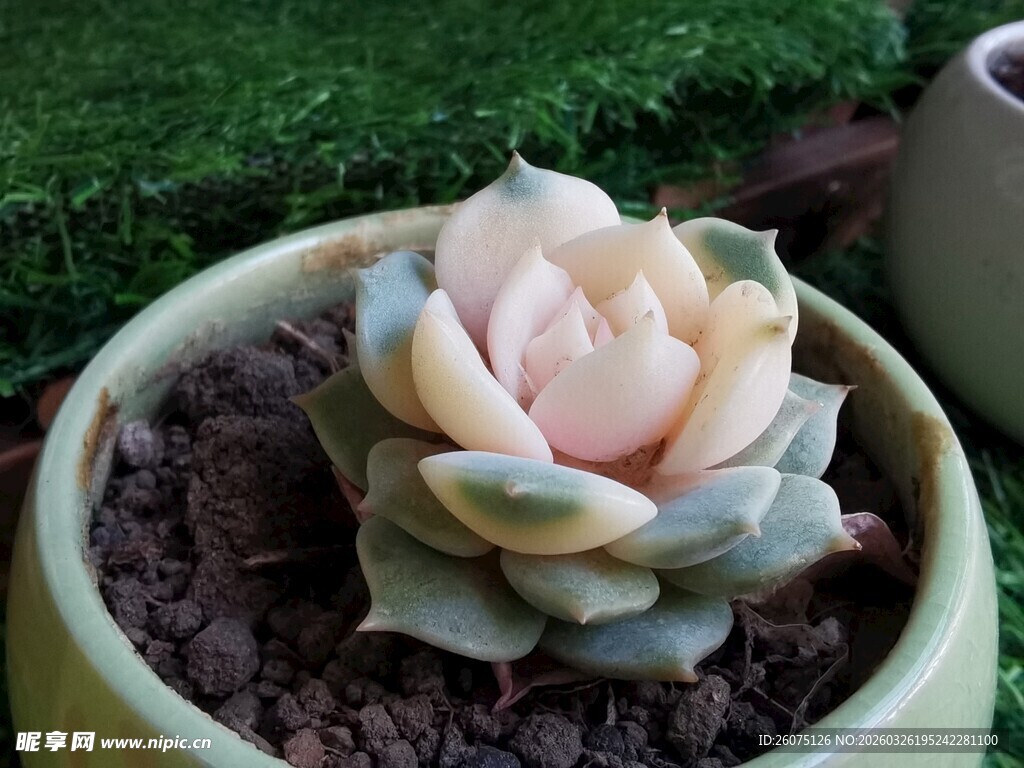 粉嫩多肉植物盆栽