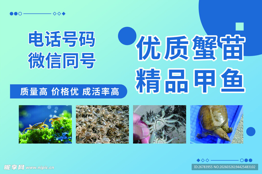 优质蟹苗精品甲鱼售卖
