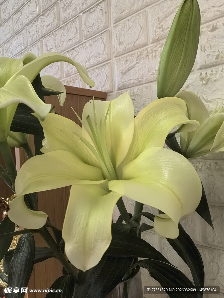 清新淡雅百合花绽放