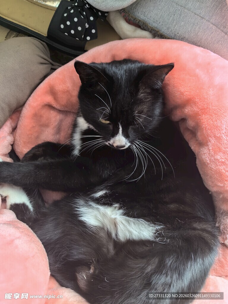 黑白猫咪惬意躺粉色窝中