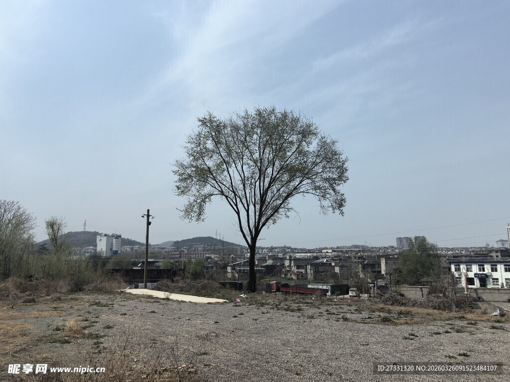 荒野孤树立于空旷之地