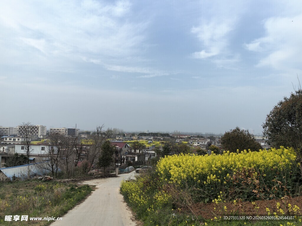 乡村小道旁的灿烂花田