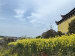 春日黄花旁的中式古建筑
