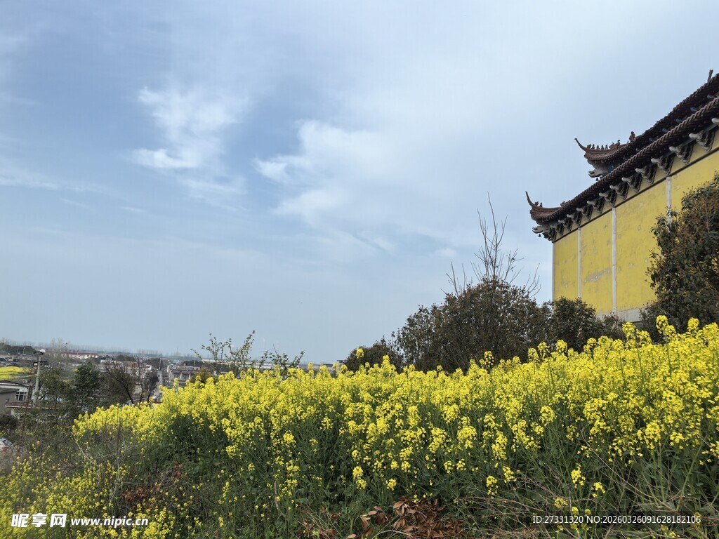春日黄花旁的中式古建筑