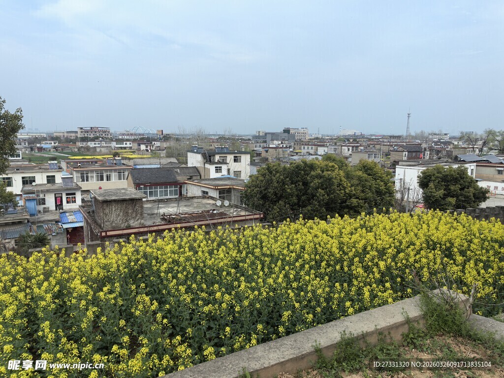 乡村黄花盛放美景