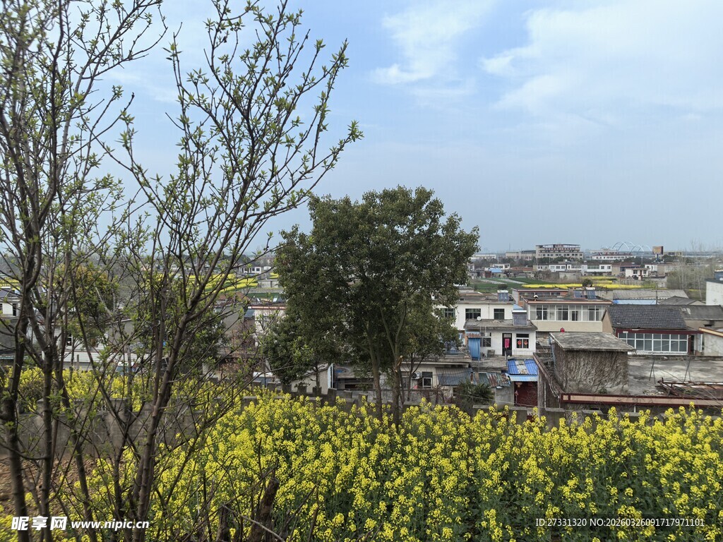 春日油菜田与远处村落