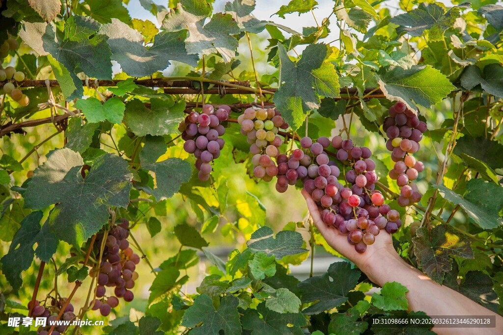 手摘饱满紫葡萄画面
