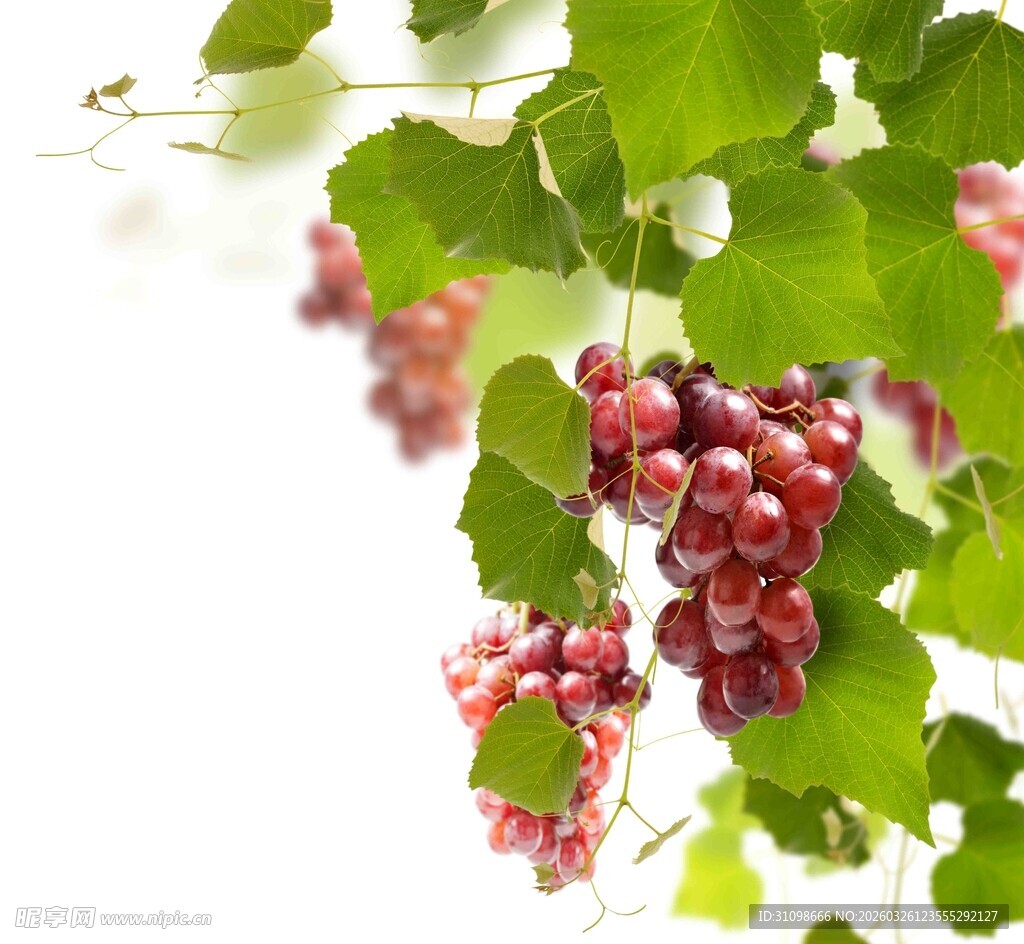 红葡萄挂于翠绿枝叶间