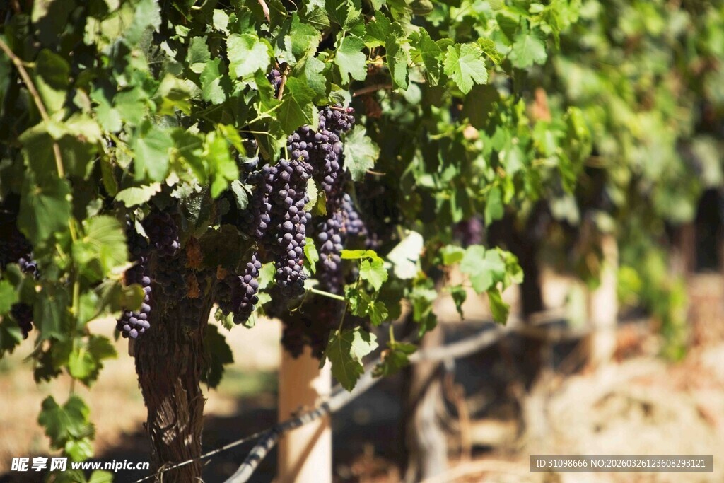 葡萄藤上饱满的紫葡萄