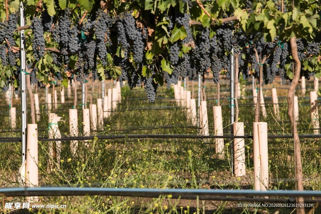 葡萄园的整齐种植景观