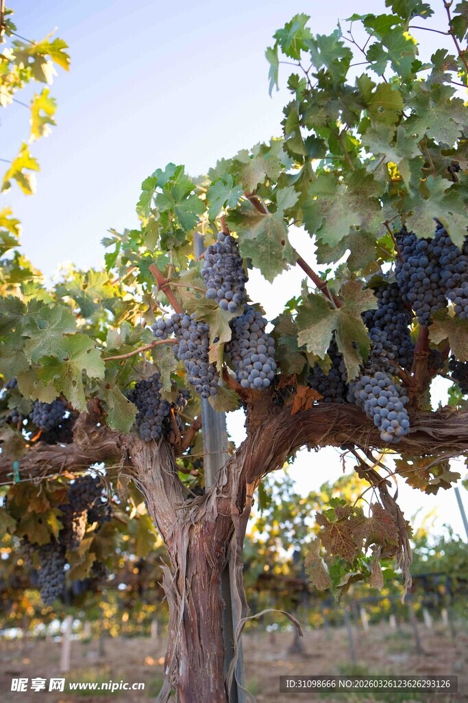 葡萄藤上饱满的紫葡萄