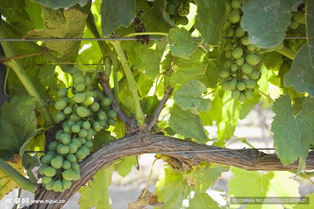 葡萄藤上的鲜嫩青葡萄