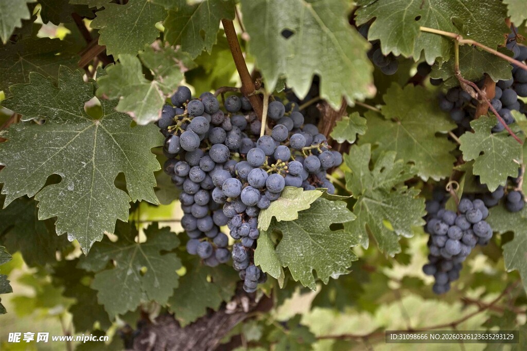 葡萄藤上饱满的紫葡萄