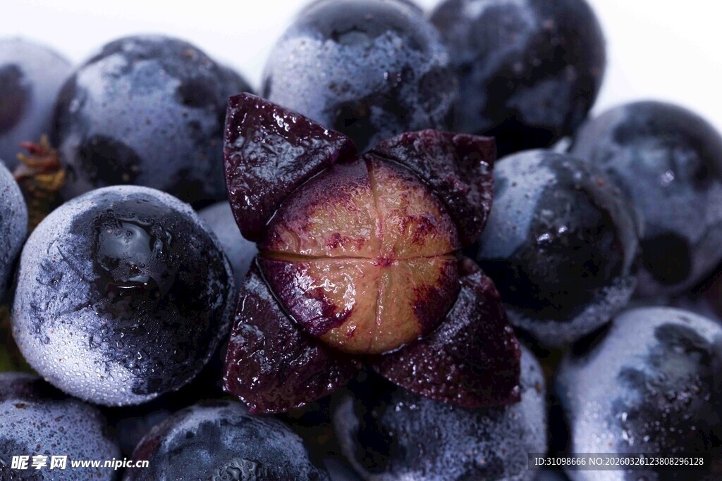 紫黑色饱满多汁新鲜葡萄