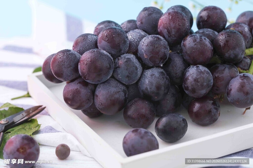 新鲜紫葡萄摆放在白色托盘