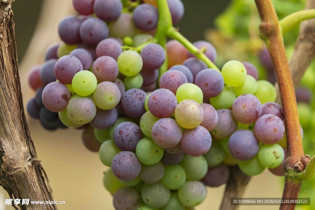 成熟葡萄挂于枝头