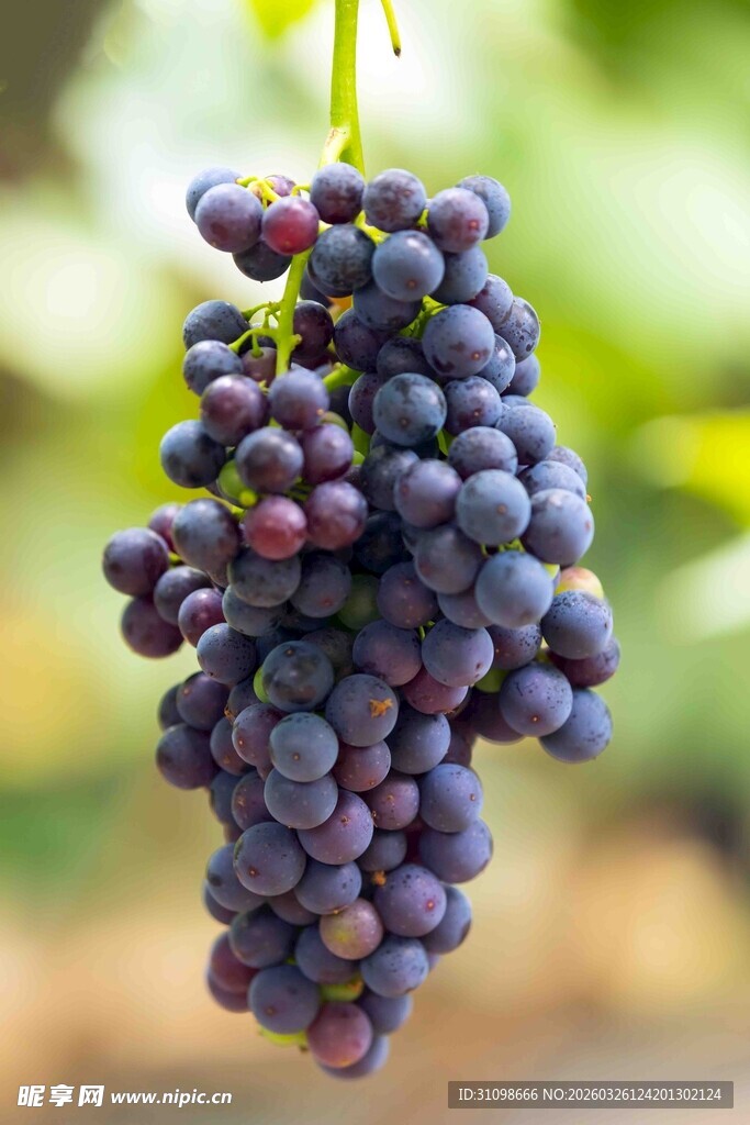 一串饱满紫葡萄