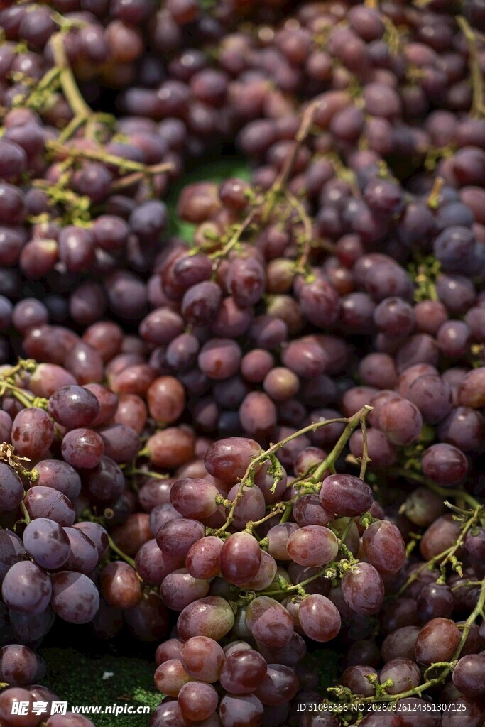 紫葡萄串特写
