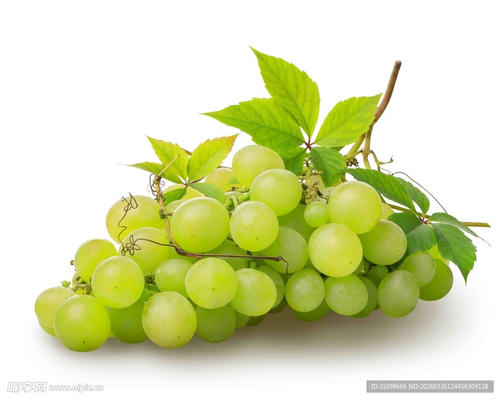 鲜绿葡萄带叶诱人展示