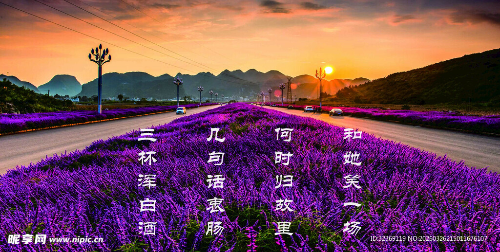夕阳下的浪漫紫色薰衣草田