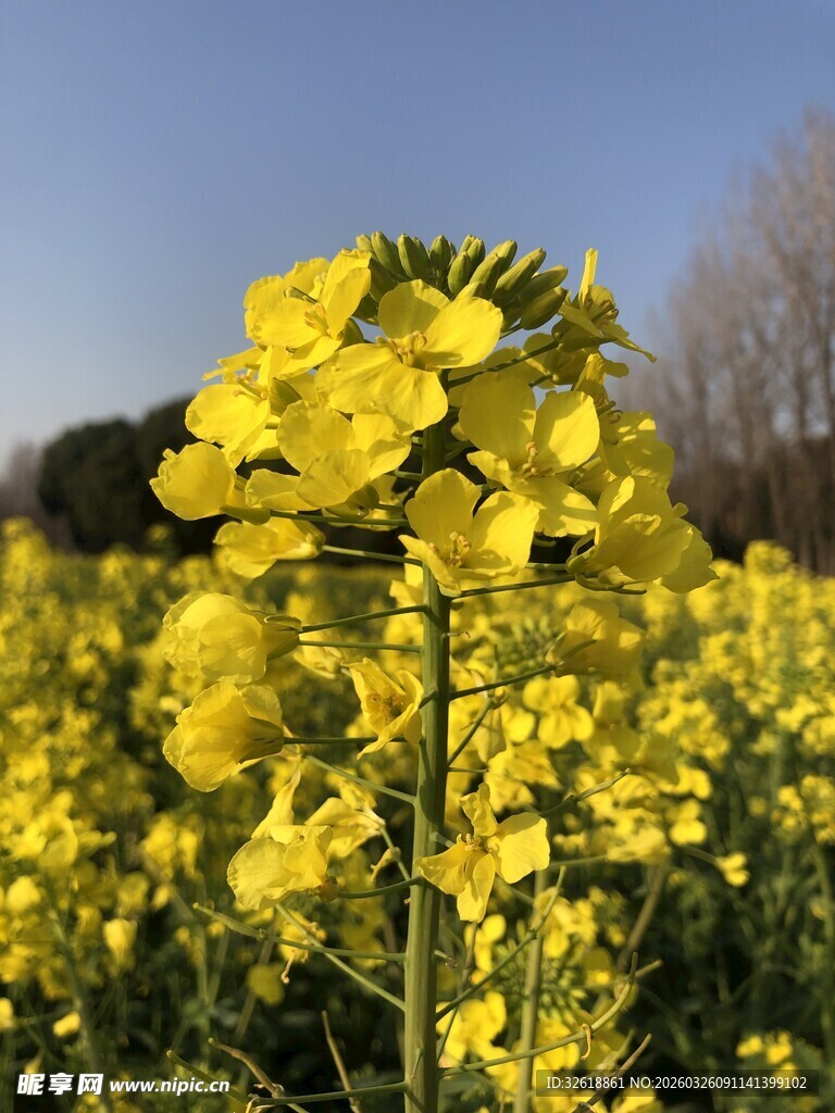 金黄油菜花绽放田园间