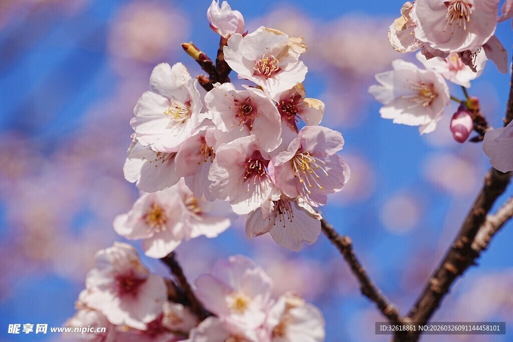 枝头绽放的粉嫩樱花