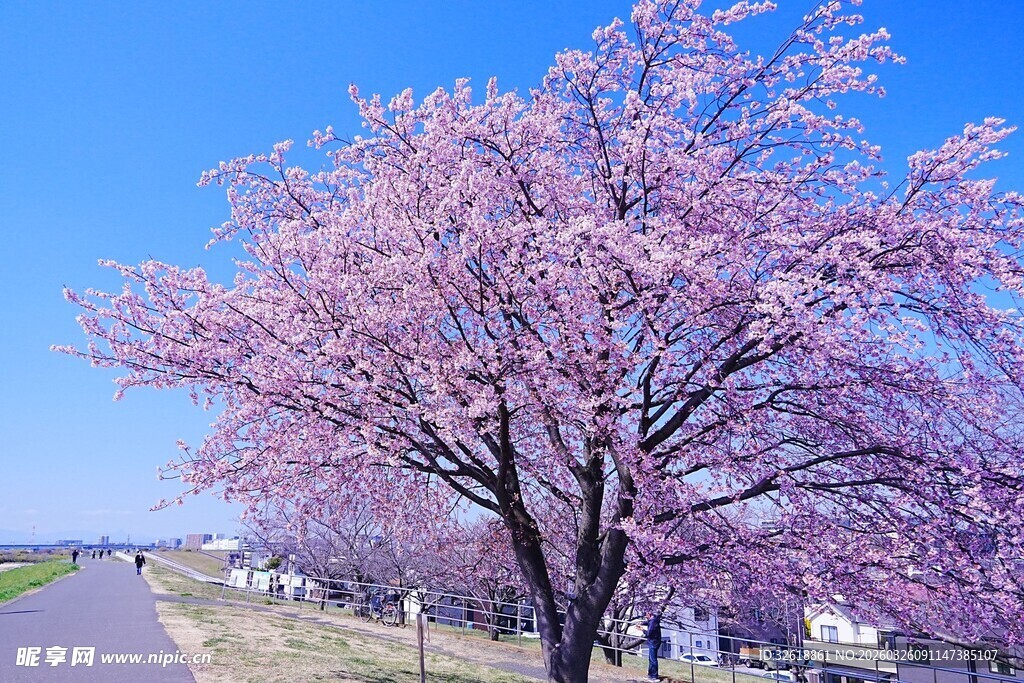 路边盛放的烂漫粉色樱花