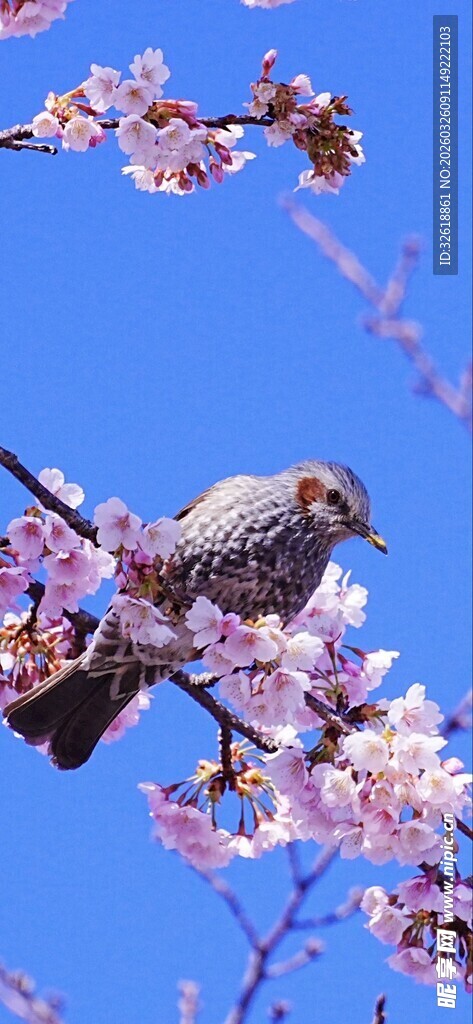 枝头鸟儿赏烂漫春花